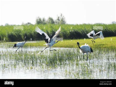  Qiqihar Red Willow Wetland Park, A Tranquil Escape Filled With Avian Delights!